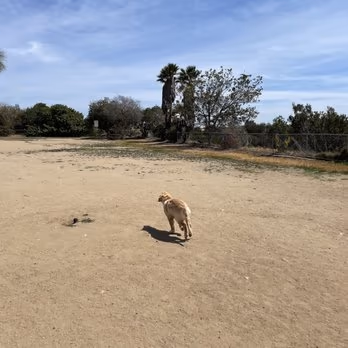 Maddox Neighborhood Dog Park photo 1